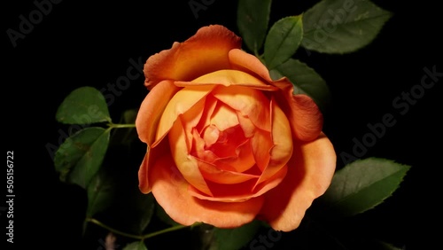 Time lapse footage of the blooming of beautiful orange color rose flower from bud to full blossom, isolated on black background close up view. photo