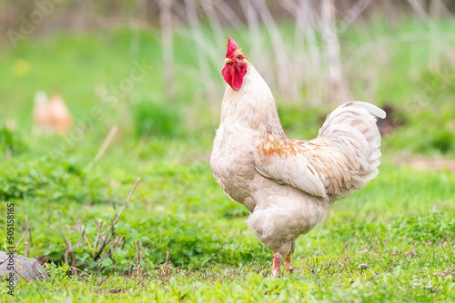 Beautiful Rooster standing on the grass in blurred nature green background.rooster going to crow..