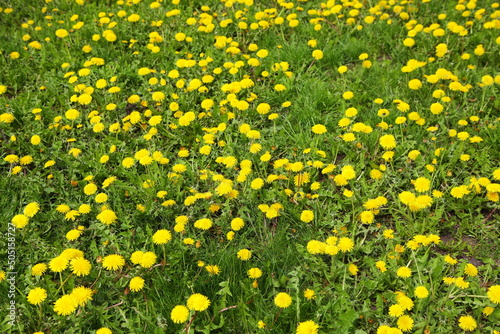 Beautiful flowers of yellow dandelions in nature in a warm spring in a meadow. Close-up of yellow spring flowers on a greenfield.