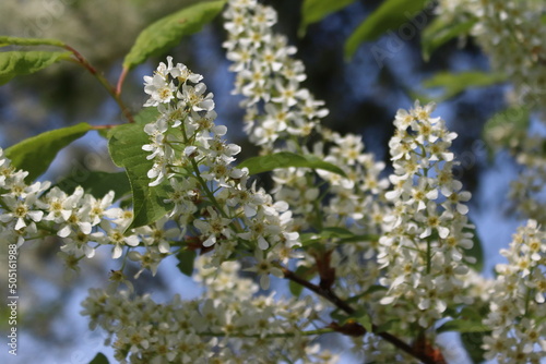 PRUNUS PADUS, shrub and tree blooming in early spring white flowers