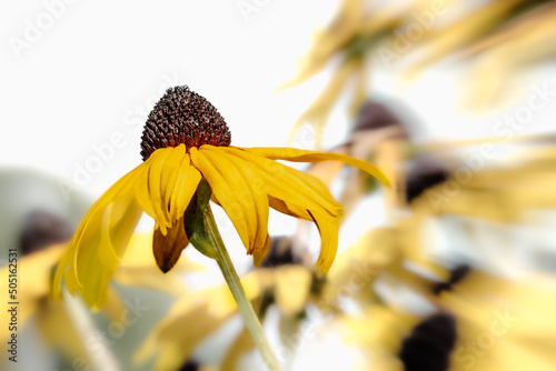 Close-up of a yellow flowering plant photo