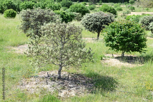 Truffle orchard with oaks and hazelnut trees, several species can now be cultivated. Host tree seedlings are inoculated with truffle spores and production and harvest begins five to seven years later.