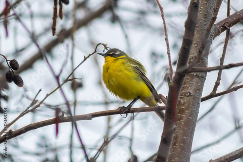 Yellow wagtail on a branch © Dmitriy