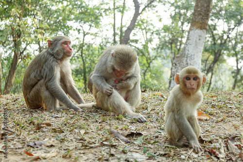 In the Beautiful Monkeys Family Moments, monkey mothers, and baby monkeys live together as a family.