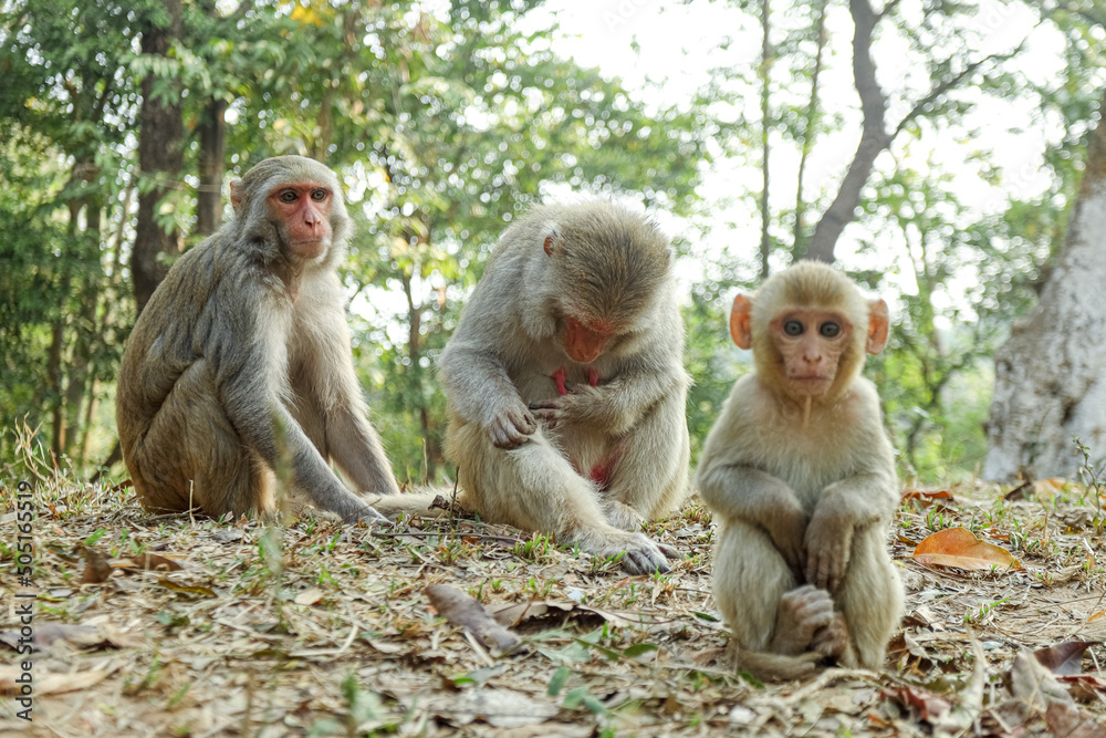 Fototapeta premium In the Beautiful Monkeys Family Moments, monkey mothers, and baby monkeys live together as a family.