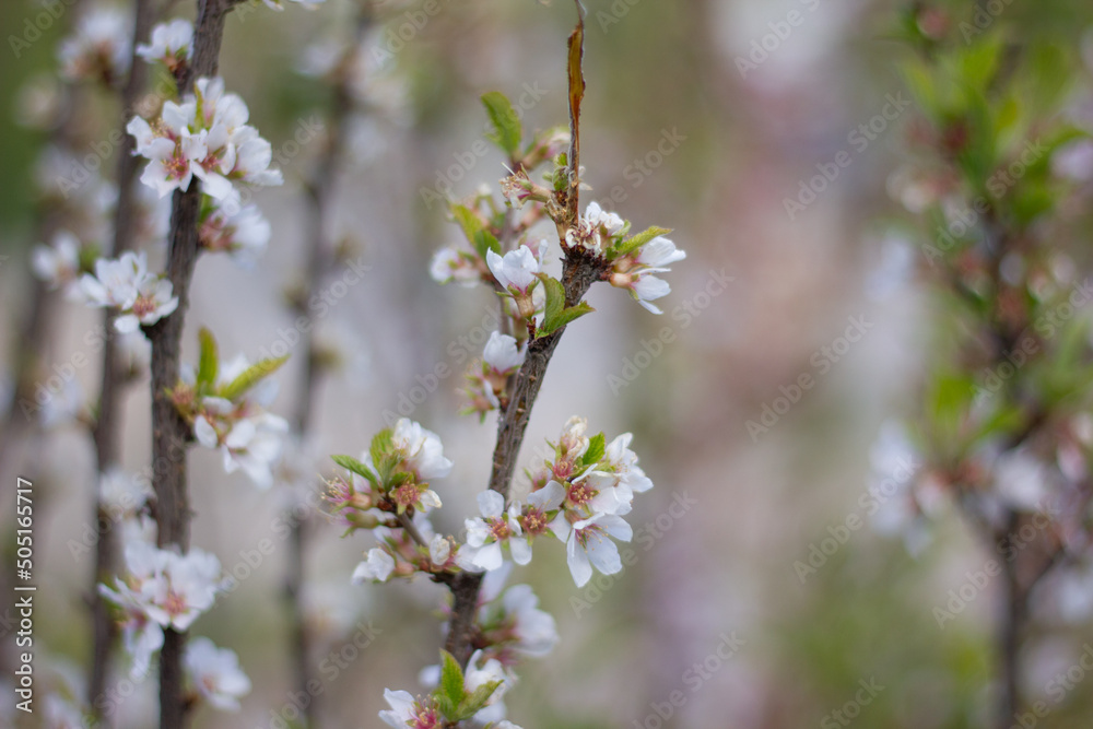 spring flowers spring flowers