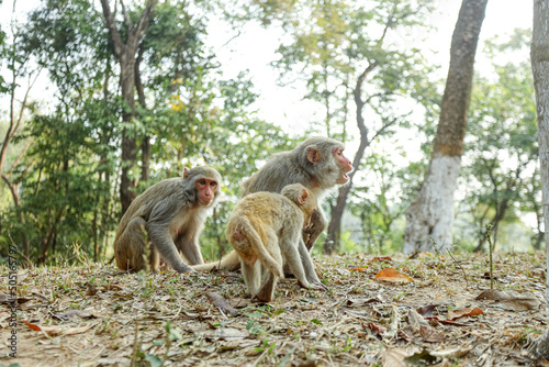 In the Beautiful Monkeys Family Moments, monkey mothers, and baby monkeys live together as a family.
