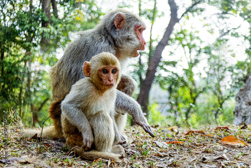 The Beautiful Mother and Baby Monkey, and baby monkeys live together as a family.
