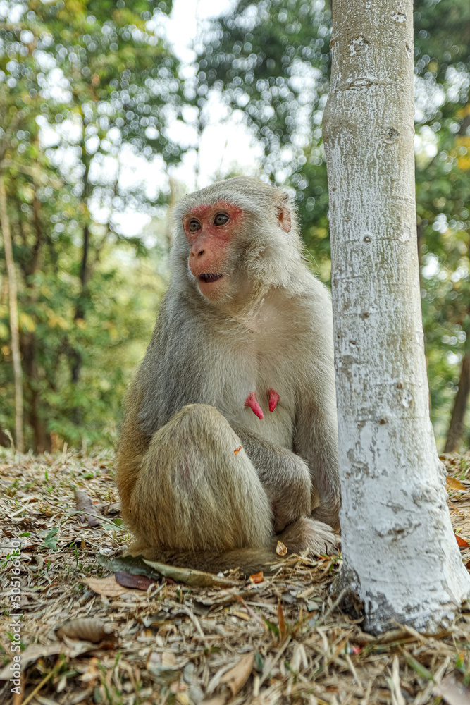 Monkey in a Temple forest park in Rangamati, Monkey Beautiful moments Monkey in a Temple forest park in Rangamati, Monkey Beautiful moments