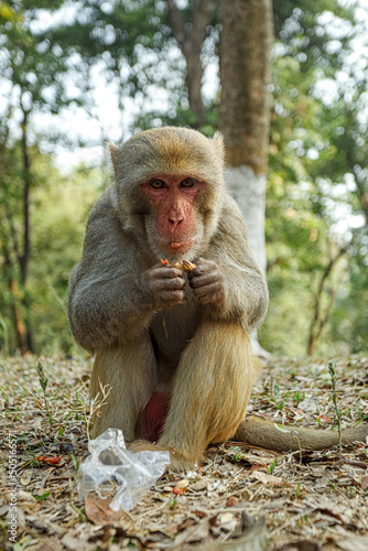 Monkey in a Temple forest park in Rangamati, Monkey Beautiful moments