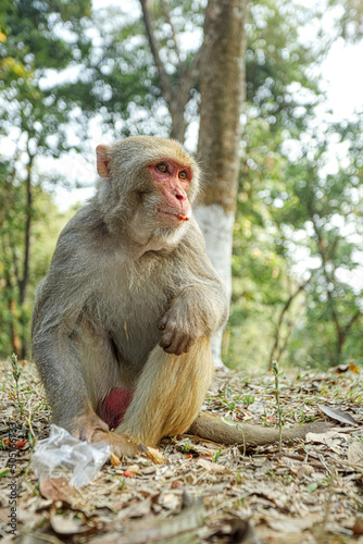 Monkey in a Temple forest park in Rangamati, Monkey Beautiful moments