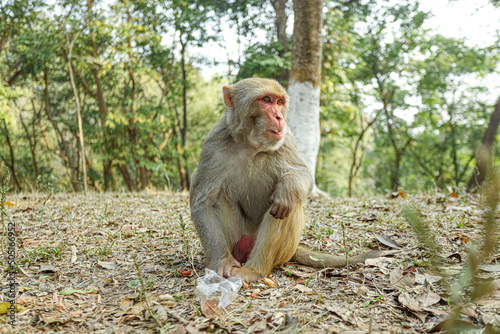 Monkey in a Temple forest park in Rangamati, Monkey Beautiful moments