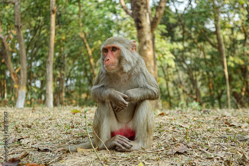 Monkey in a Temple forest park in Rangamati, Monkey Beautiful moments