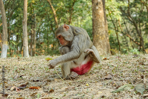 Monkey in a Temple forest park in Rangamati, Monkey Beautiful moments