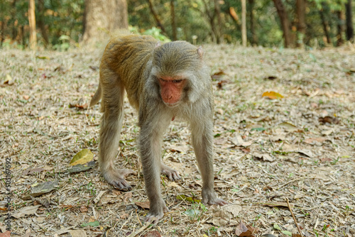 Monkey in a Temple forest park in Rangamati, Monkey Beautiful moments