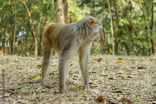 Monkey in a Temple forest park in Rangamati, Monkey Beautiful moments