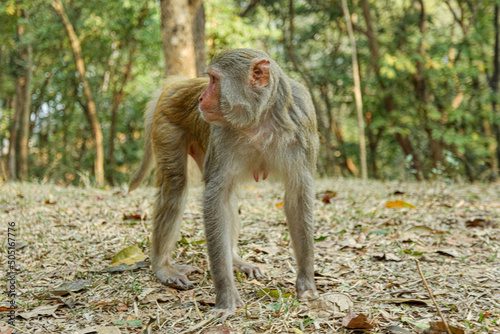 Monkey in a Temple forest park in Rangamati, Monkey Beautiful moments