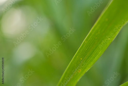 tall Green glass leaves blurred background