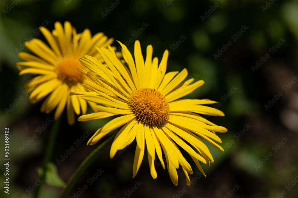 Nice summer yellow flowers at sunny evening, macro nature and flora Nice summer yellow flowers at sunny evening, macro nature and flora