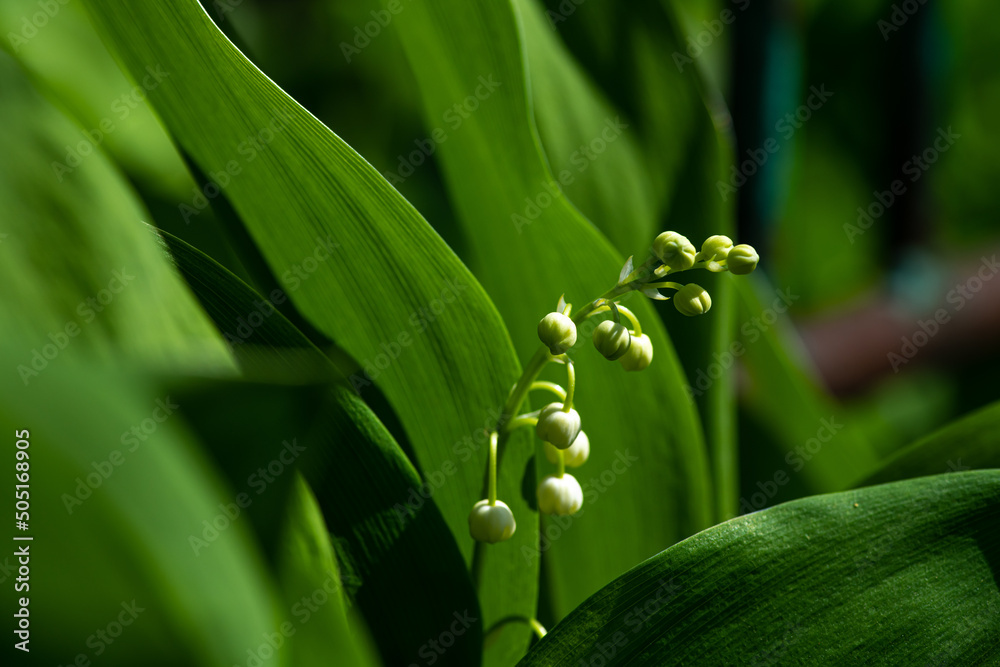 Fototapeta premium Nice spring lily white flowers close up macro nature photography