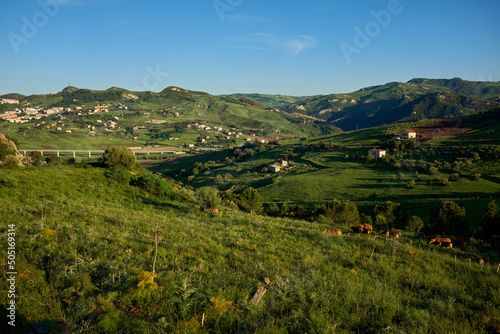 landscape with pastures and animals in spring in Central Sicily