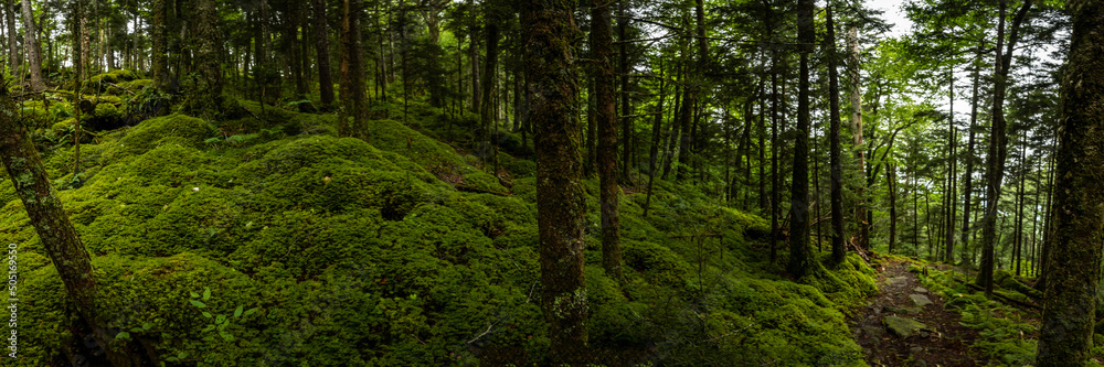 Mossy HIllside Leading Up To Mount Sterling Mossy HIllside Leading Up To Mount Sterling