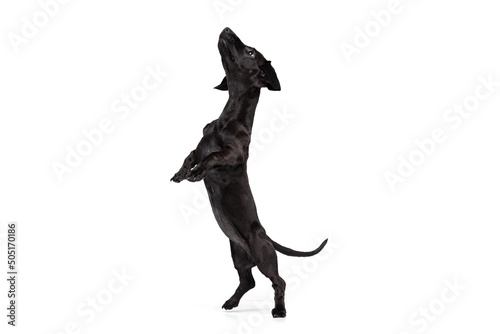 Portrait of black dachshund dog training isolated on white studio background. Concept of motion  pets love  animal life. Funny puppy