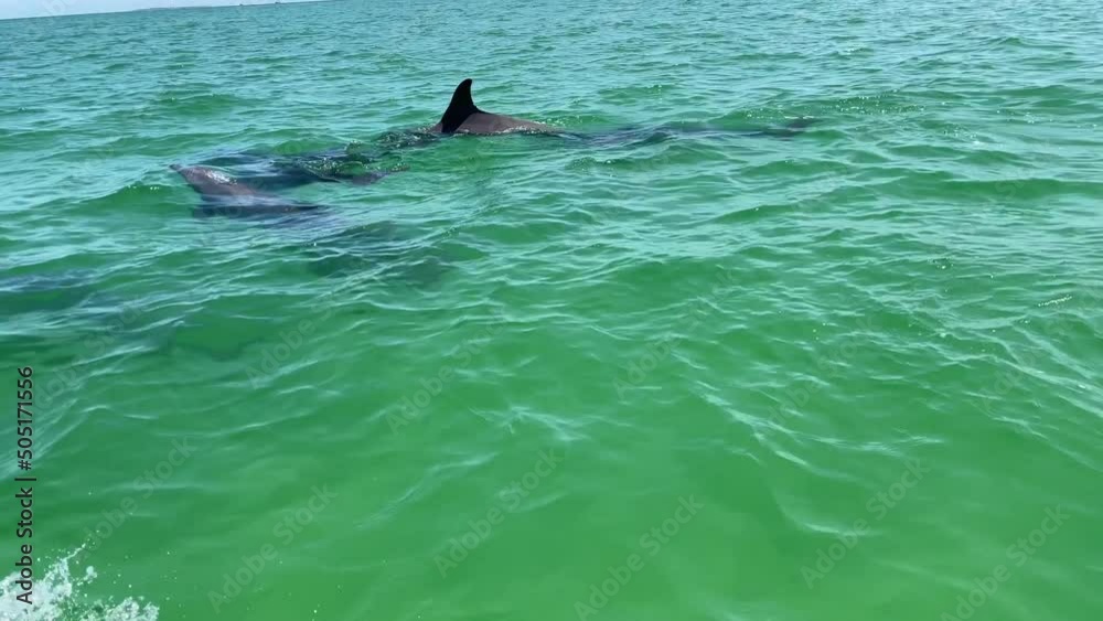 perfect closeup of dolphins swimming in a pod with a juvenile baby dolphin perfect closeup of dolphins swimming in a pod with a juvenile baby dolphin