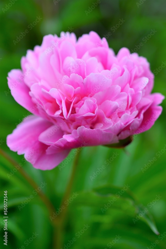 Fototapeta premium 芍薬（シャクヤク）Paeonia lactiflora