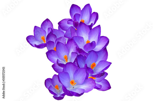 Bright beautiful spring flowers crocuses Giant ruby close-up on white isolated background