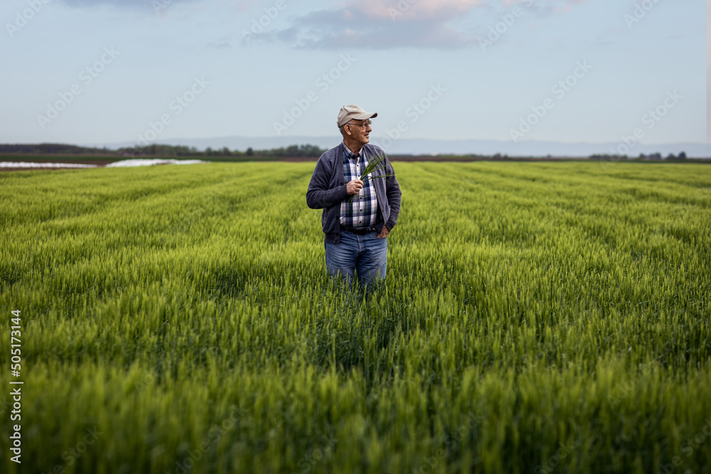 Senior farmer standing in barley field examining crop. Senior farmer standing in barley field examining crop.