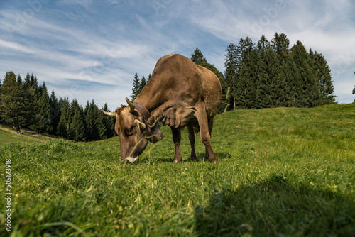 Oberstdorf Hochleite Kuh Rind - Allg  uer Alpen