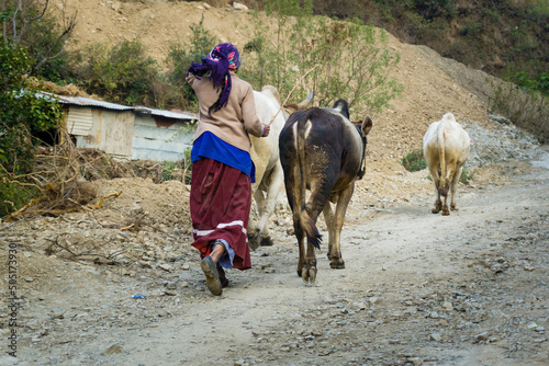 13 january 2021. Dehradun, Uttarakhand, India. A rural Indian garhwali woman taking her cattle out for a walk and grazing. photo