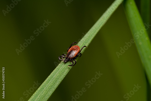 tick in grass waiting for victim – dangerous blood sucker parasitic insect