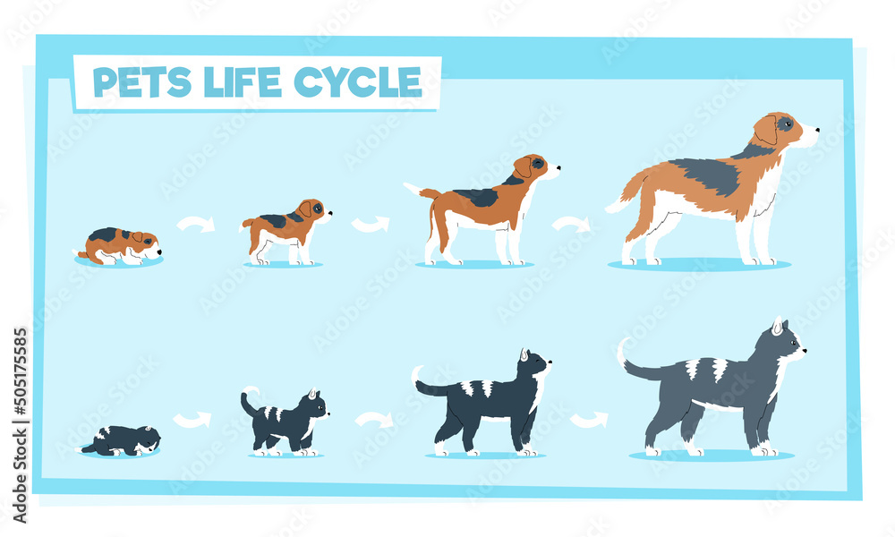 Pets life cycle flat vector illustration and elderly