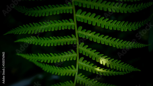 fern leaves photo