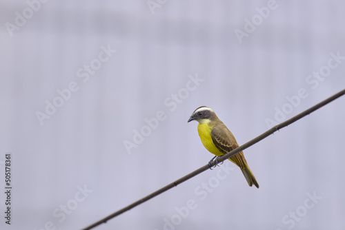 Social Flycatcher (Myiozetetes similis), perched on the dry branches of an old bush in the jungle. photo