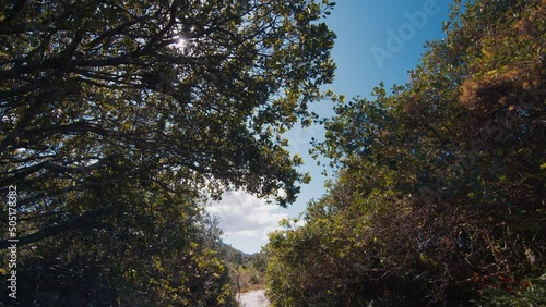 Trees and shrubs in the coastal tropical forest in Brazil - Restingas. Atlantic coast forest. photo