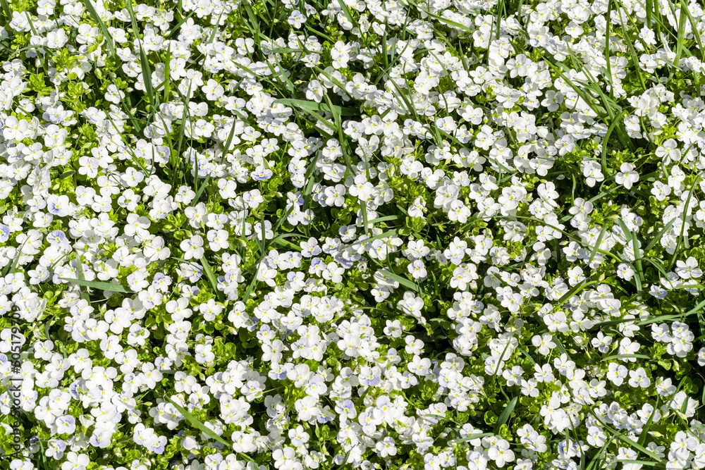 summer floral background with green grass and small white flowers slender speedwell, creeping speedwell or and Whetzel weed, Veronica filiformis botanical top view selective focus