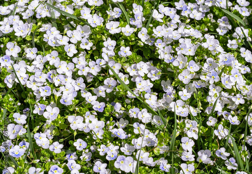 summer floral background with green grass and small white wflowers slender speedwell, creeping speedwell or and Whetzel weed, Veronica filiformis botanical top view selective focus photo