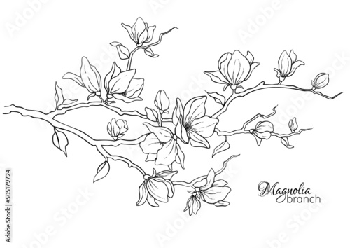 Blooming magnolia branch. Spring flowers. Vector illustration