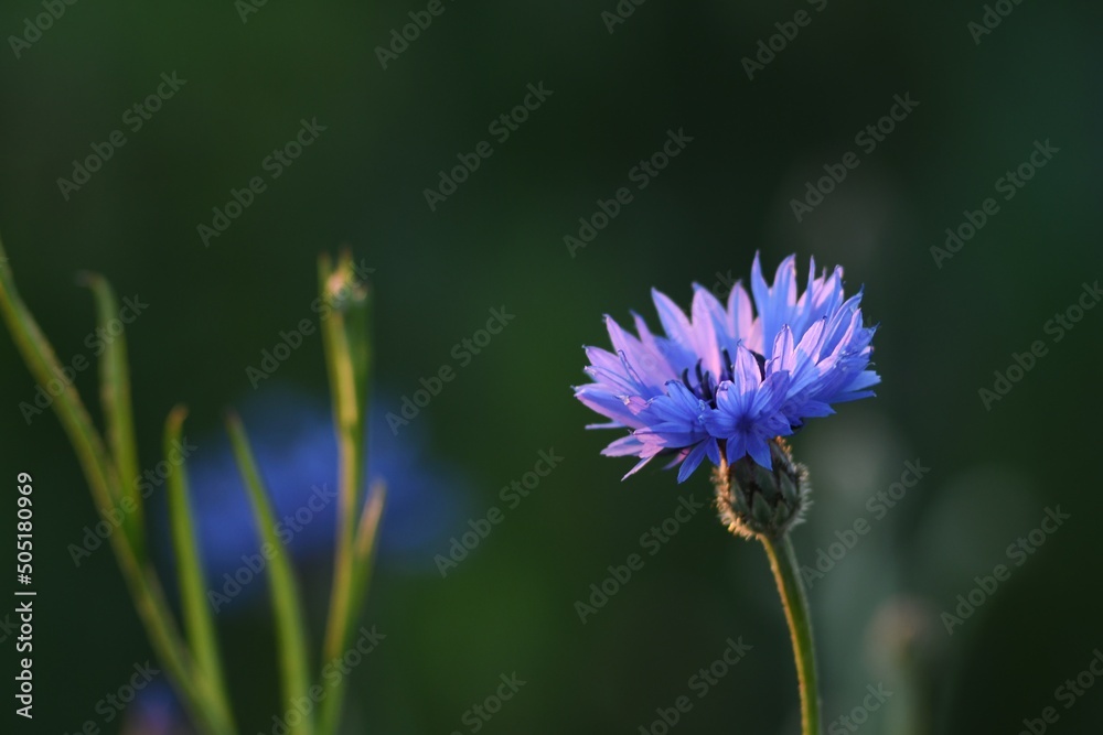 Chaber bławatek (Centaurea cyanus), piękny kwiat charakterystyczny dla upraw zbóż - obrazy, fototapety, plakaty 