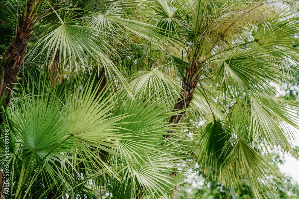 Acoelorrhaphe wrightii palm trees, Thailand Acoelorrhaphe wrightii palm trees, Thailand