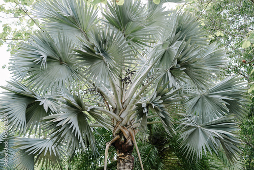 Bismarckia nobilis palm trees  photo