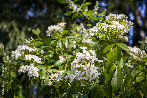 Mexican orange blossom in spring