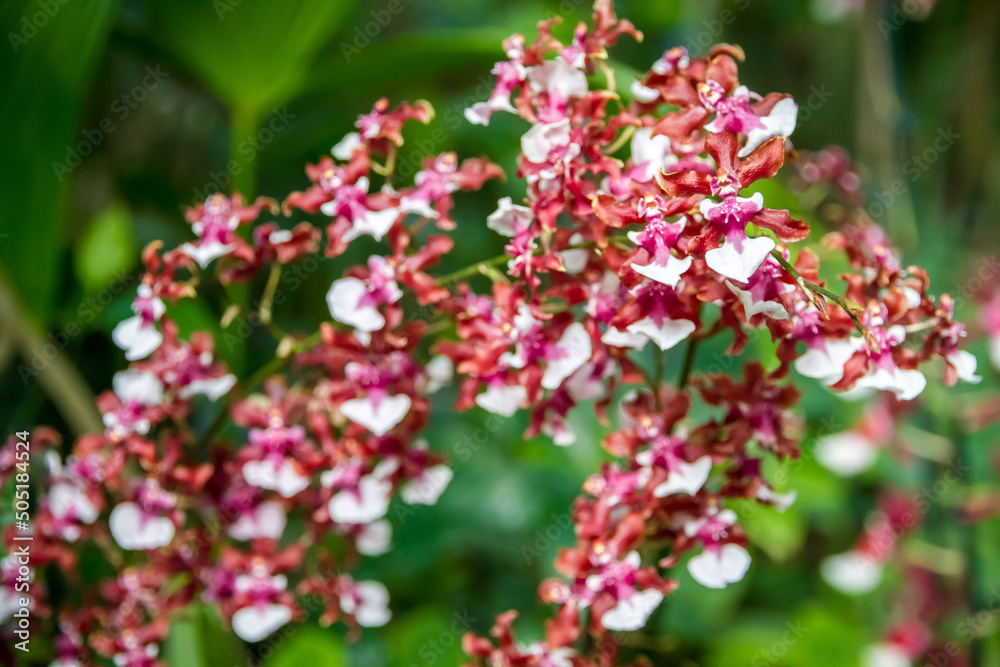 Orchid flower, rare species Orchid flower, rare species