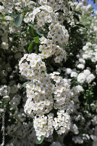 White spiraea flowers on the branches of a flowering bush on a sunny spring day