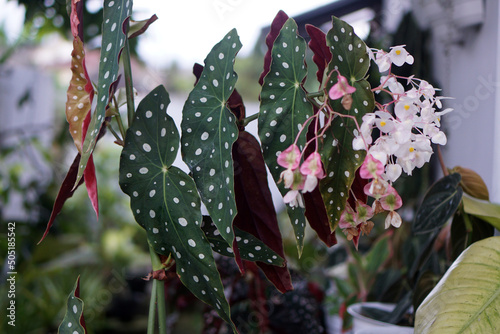 Polka dot begonias have unique silver spots on bright green leaves with red undersides.                      photo