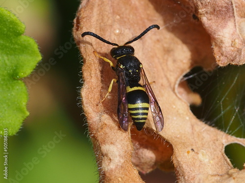 Wasp (Ancistrocerus biphaleratus) photo