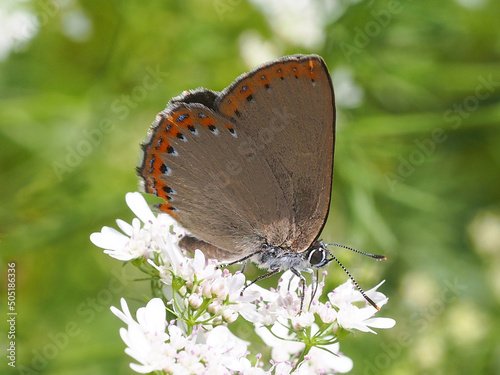 Spanish Purple Hairstreak (Laeosopis roboris) photo